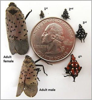 spotted lantern fly cycle
